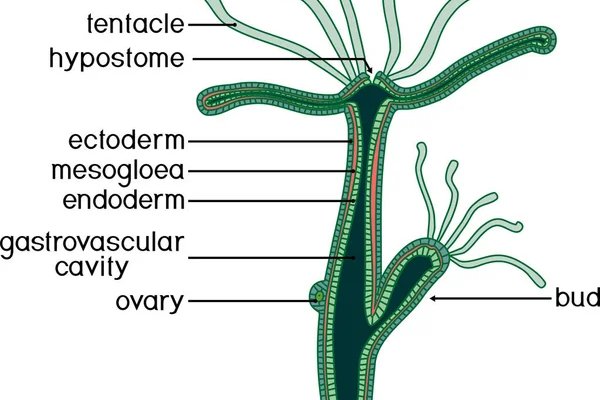 Kraken официальный сайт ссылка через tor